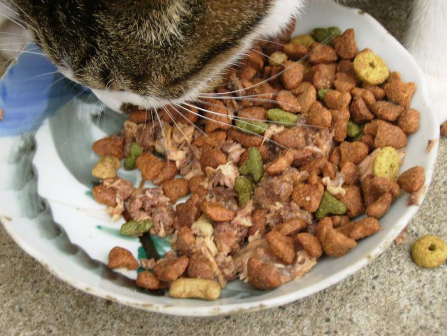 Kass kuivtoitu söömas