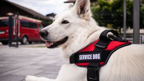 VIDEO ⟩ «Ta tundis ohtu enne mind.» Abikoer päästis naise, tehes midagi, mida ta ise kõige rohkem kardab