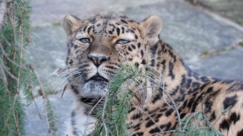 NÄDALA LOOMAAED ⟩ Amuuri leopardiproua tähistas suurt juubelit