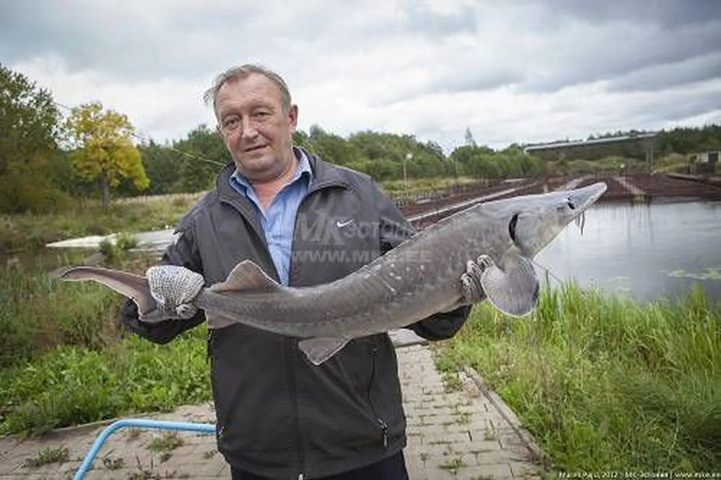 Под Нарвой разводят осетров.