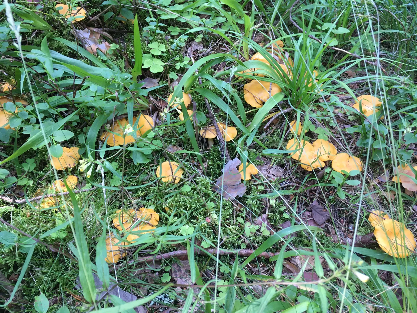 В этом году искать лисички не приходится - в лесу их можно встретить буквально на каждом шагу и почти на любой лесной тропинке.