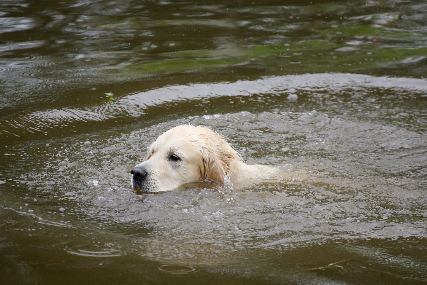 Ujuv koer.