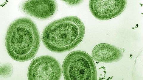 Teadlased võtavad bakterid looduskaitse alla