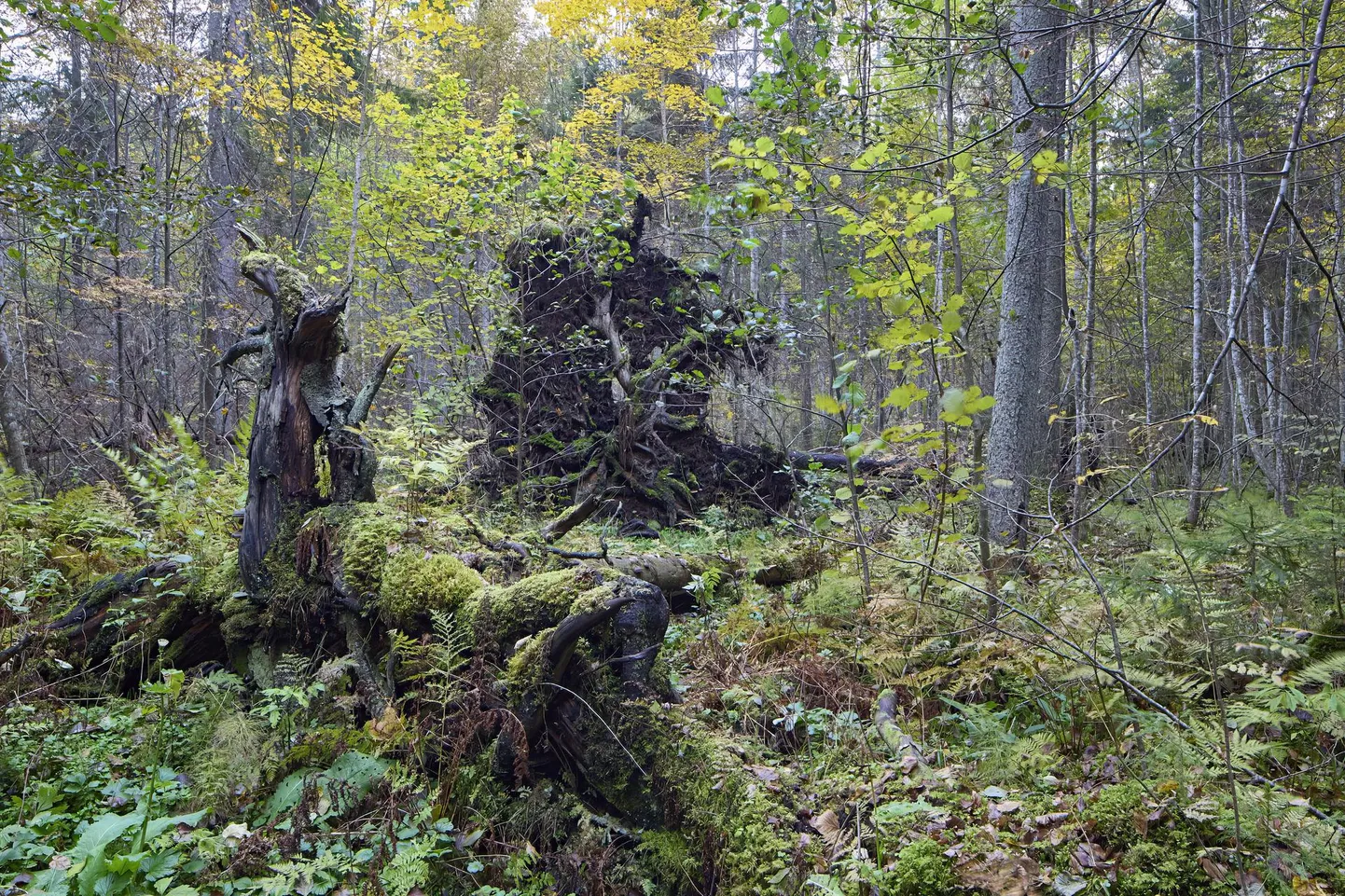 Järvselja looduskaitseala põlismets. Siit leiame puuhiiglasi, noori puid ja ka lamapuitu. Looduslikul arengul metsaalade süsinikuvaru pindalaühiku kohta on suurem kui puiduvarumise eesmärgil majandatud metsades.