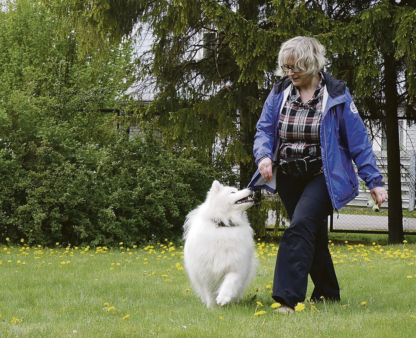 Anneli Matsi samojeedi koerad on talle nii truud sõbrad kui treeningukaaslased sotsialiseerimiskoolitustel.