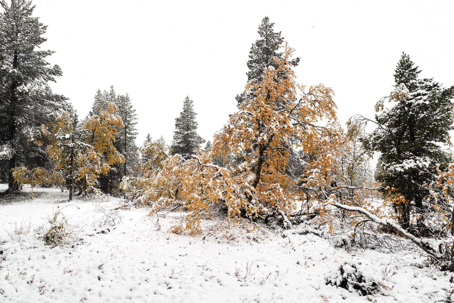 Pallas-Yllastunturi rahvuspargis oli lumikate juba 13. septembril.