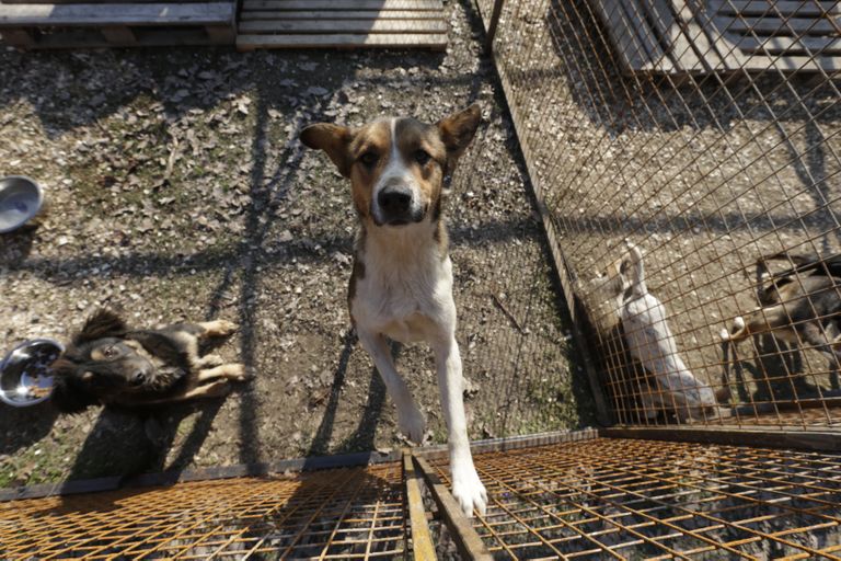 Loomapüüdjate poolt kinni püütud koerad