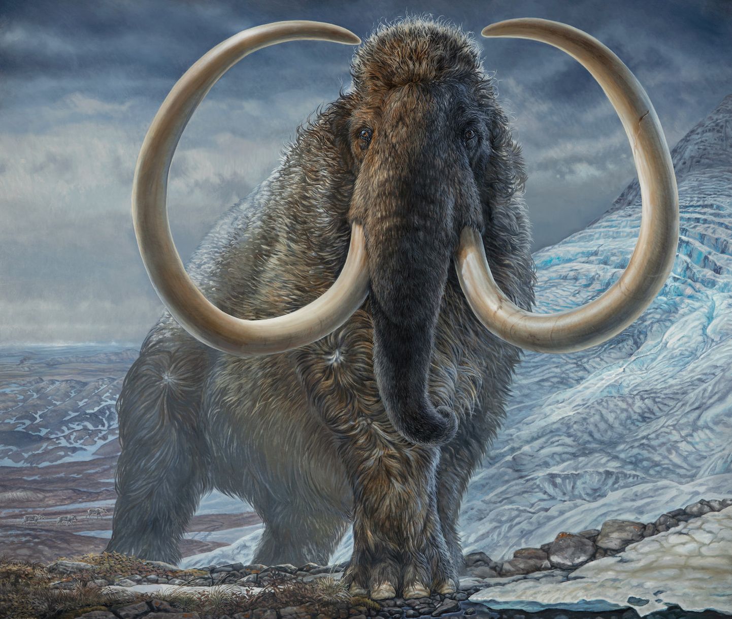 Alaska paleokunstniku James Havensi joonistus mammutist. Selline võis välja näha isane mammut, kelle võhkasid Alaska ülikooli teadlased uurisid