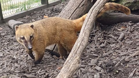 Keskkonnaamet keelas Saaremaa loomaial ninakarusid näidata