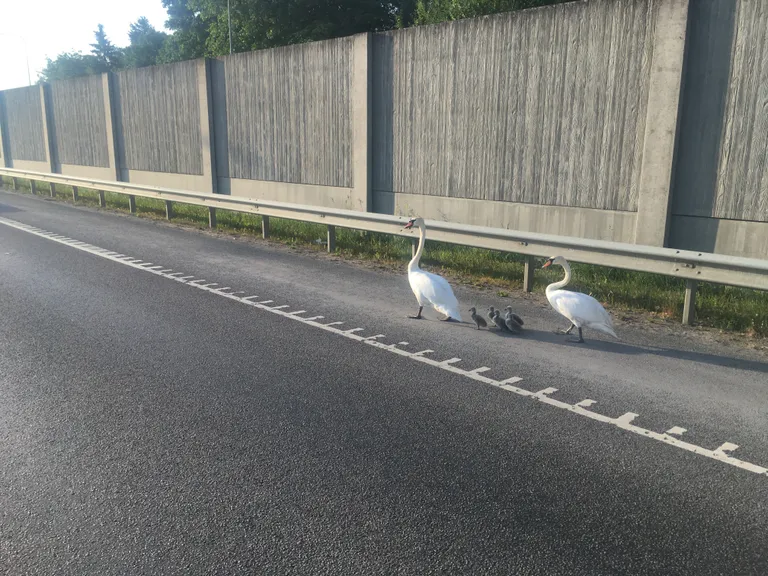 Neljarealise maantee ääres paterdanud luigepere.