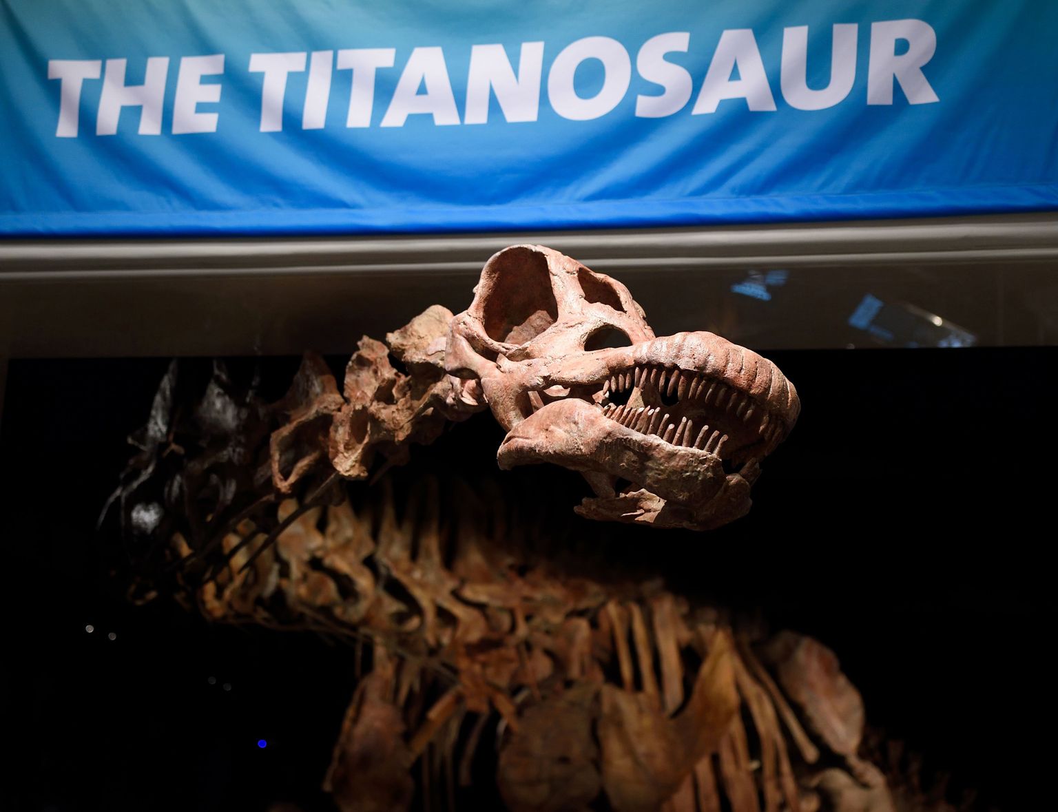 Titanosaurus New Yorki loodusmuuseumis.