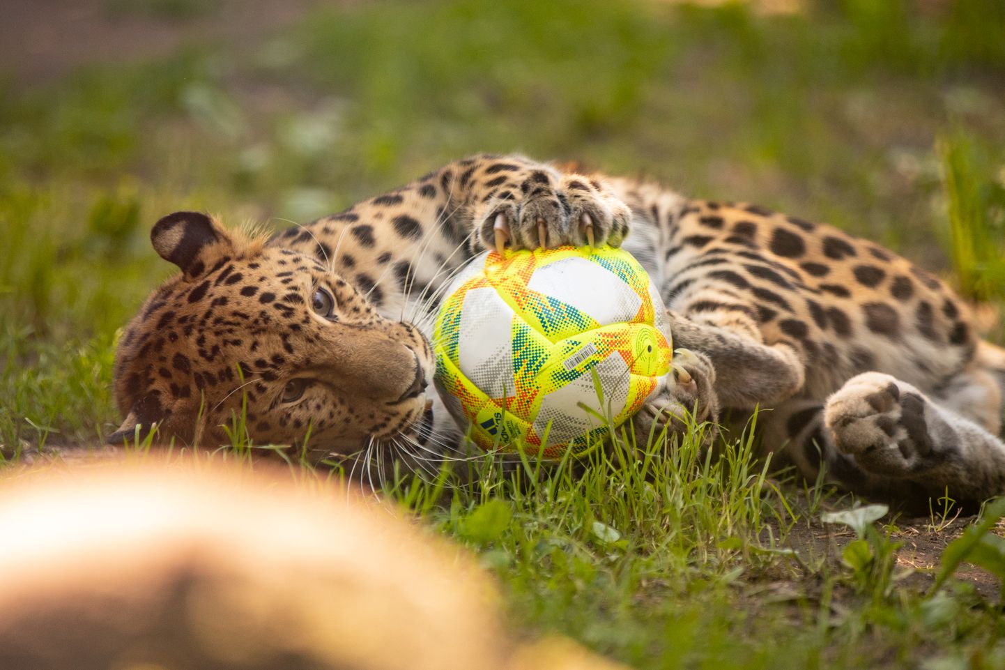 Amuuri leopard Tallinna loomaaias.