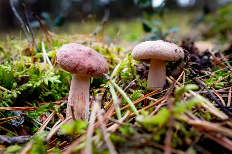 Männiriisikad metsas. Seene viljakeha moodustab kogu organismist vaid väga väikese ja lühiajalise osa.