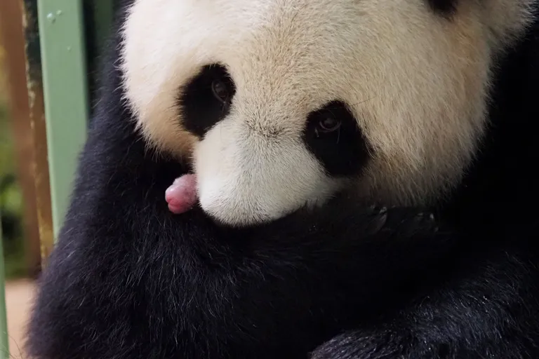 Vastsündinud pandabeebid oli terve ja tublid.