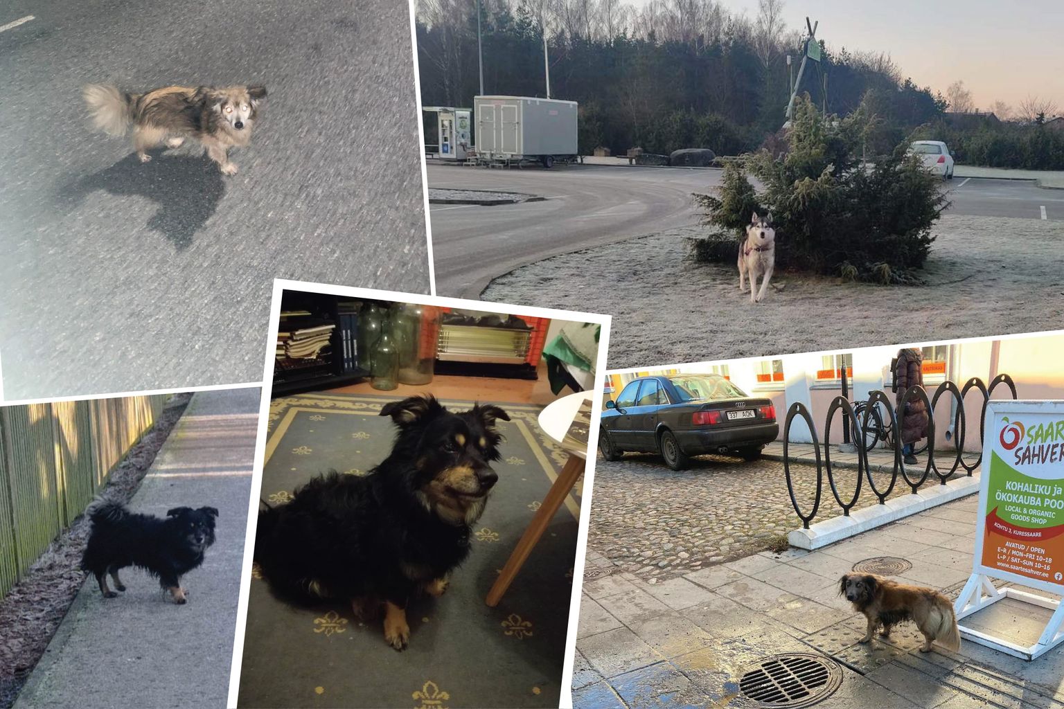 Sotsiaalmeedias ilmub viimastel nädalatel palju postitusi Kuressaares omanikuta ringi liikuvatest koertest.