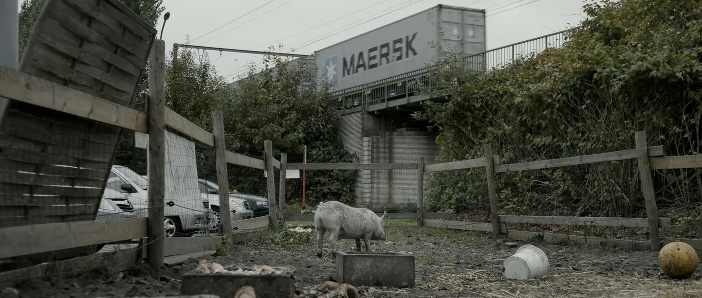 “Uued kärsad” (“New Pigs on the Block”), režissöör ja operaator Jimmy Kets, Belgia). Mia, Anja ja Luc on sead. Nad elavad tükil eikellegimaal raudtee ja väikese parkla vahel linna servas.