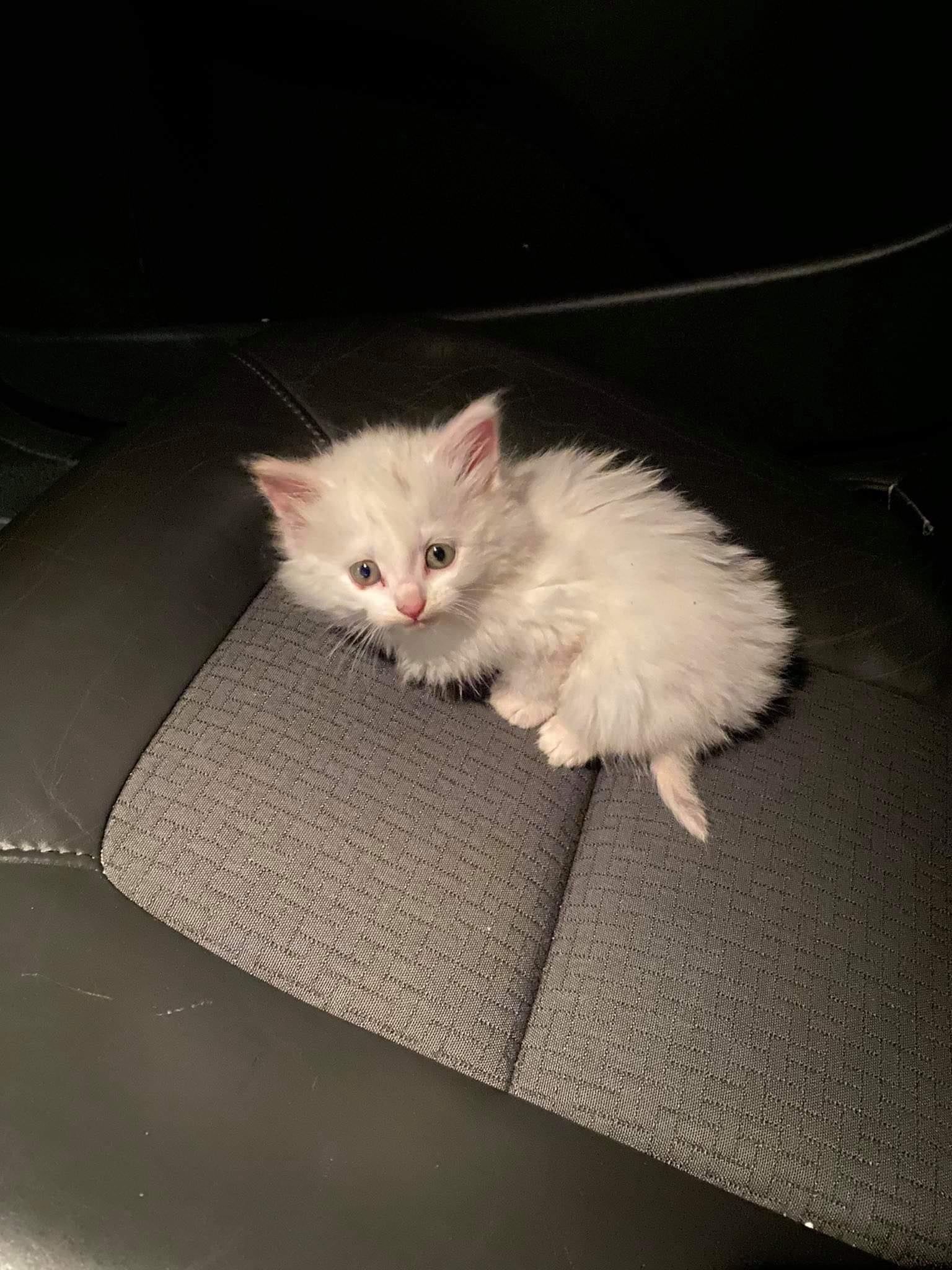 Maanteelt leitud kassipoeg