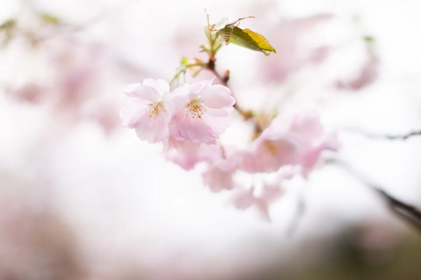 Pardaugavā zied Japānas ķirši