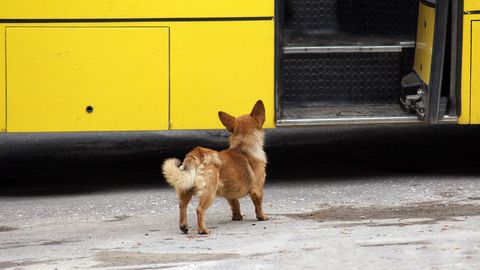 ПУТЕШЕСТВИЕ СОБАКИ ⟩ Очень самостоятельный пес из Мустамяэ сел на автобус и отправился в магазин