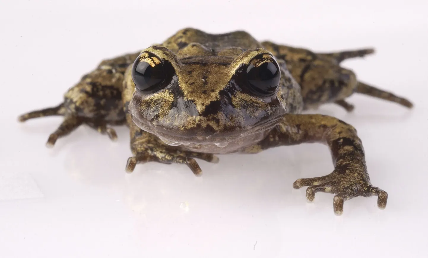 Zooloogid leidsid Andide väikseima konna