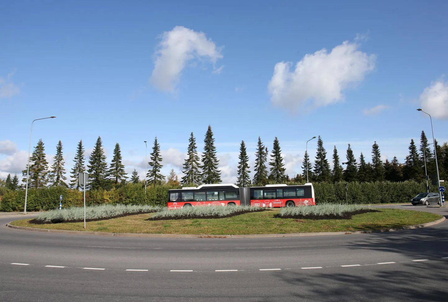 Kaunase puiestee ja Jaama tänava ringristmikul kasvab nüüd 1500 liiv-vareskaera ja tuleva aasta kevadel rõõmustab seal silma 750 õitsevat lauku. Ringi haljastamiseks kulus 26 000 eurot.