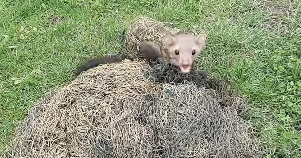 VIDEO Uljas nugis ei teinud enda päästmist sugugi lihtsaks