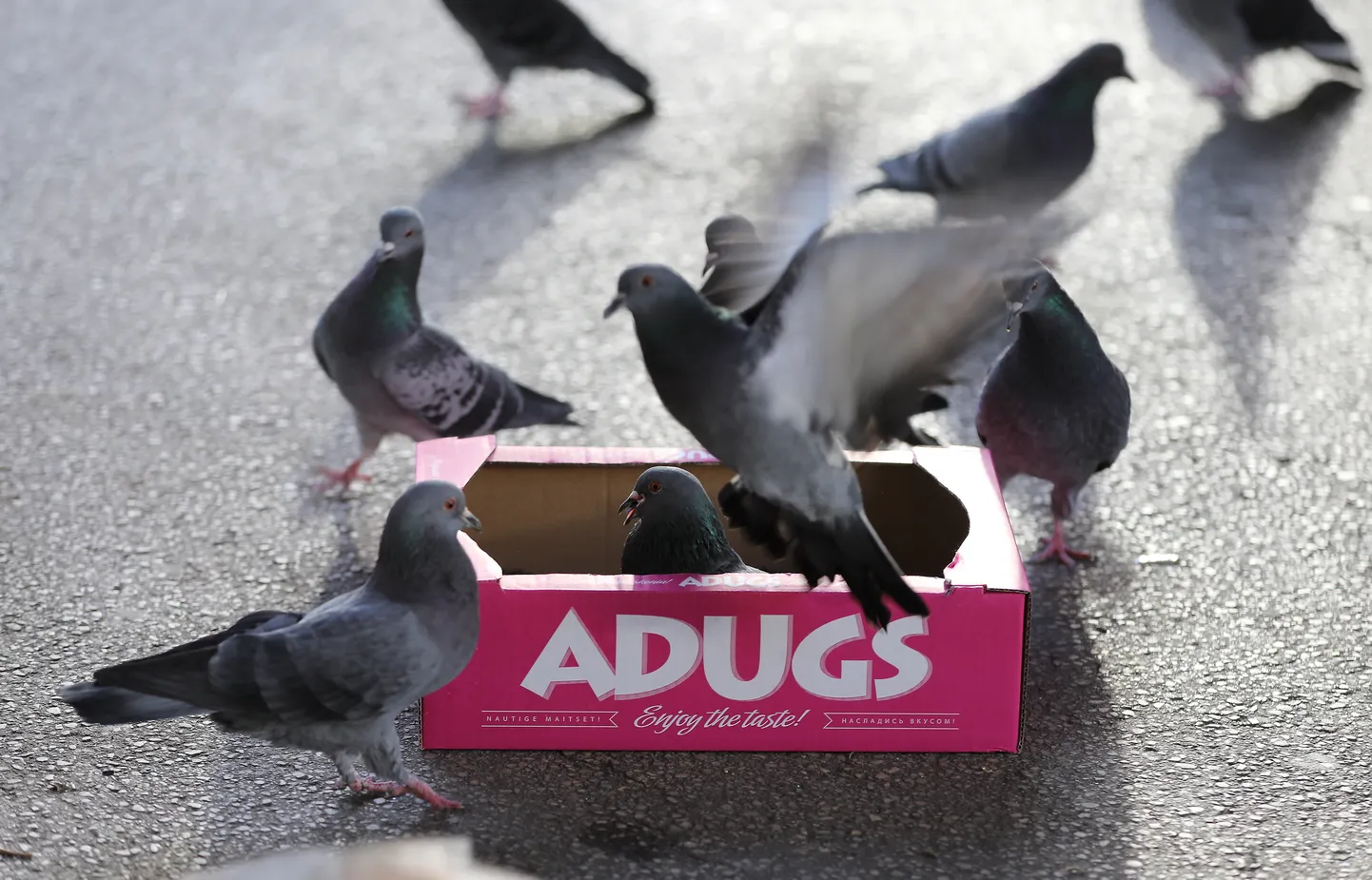 Kondiitritehase "Adugs" küpsisekarp ja tuvid.