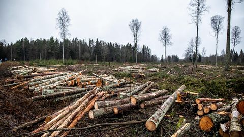 Erametsaliit: rohevõrgustike piirangud vajavad leevendamist