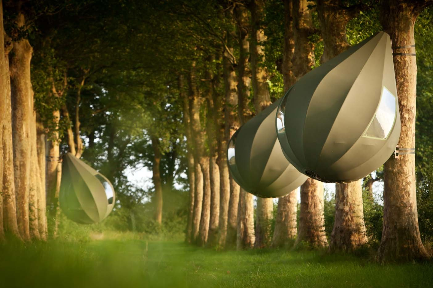 В Бельгии на деревьях появились палатки-капли.