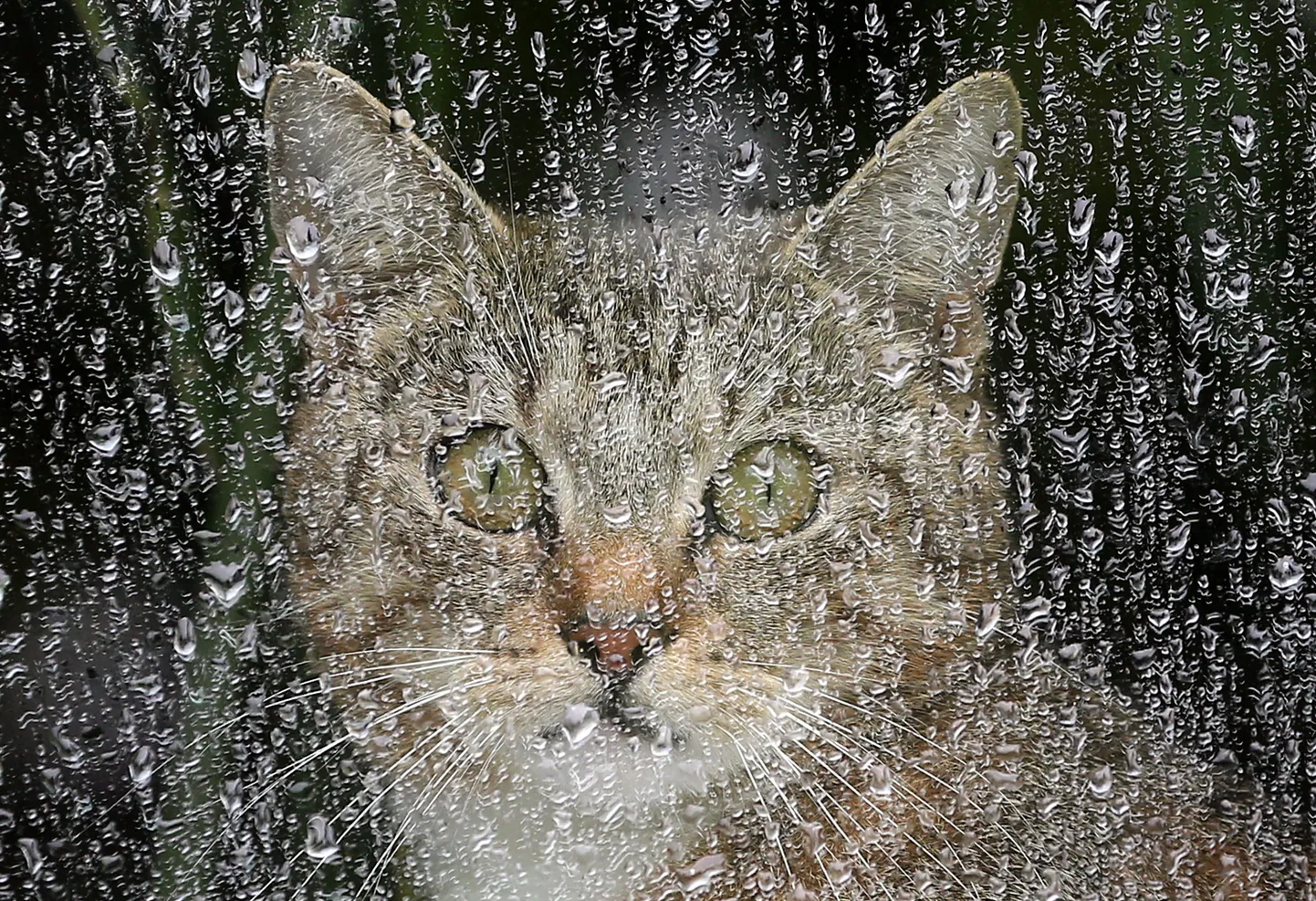 Artikli foto