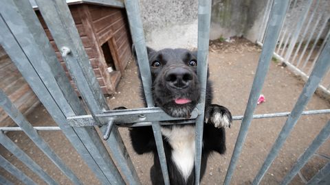 Высокий риск заражения бешенством: меняются требования для кошек и собак, прибывающих из РФ и Беларуси