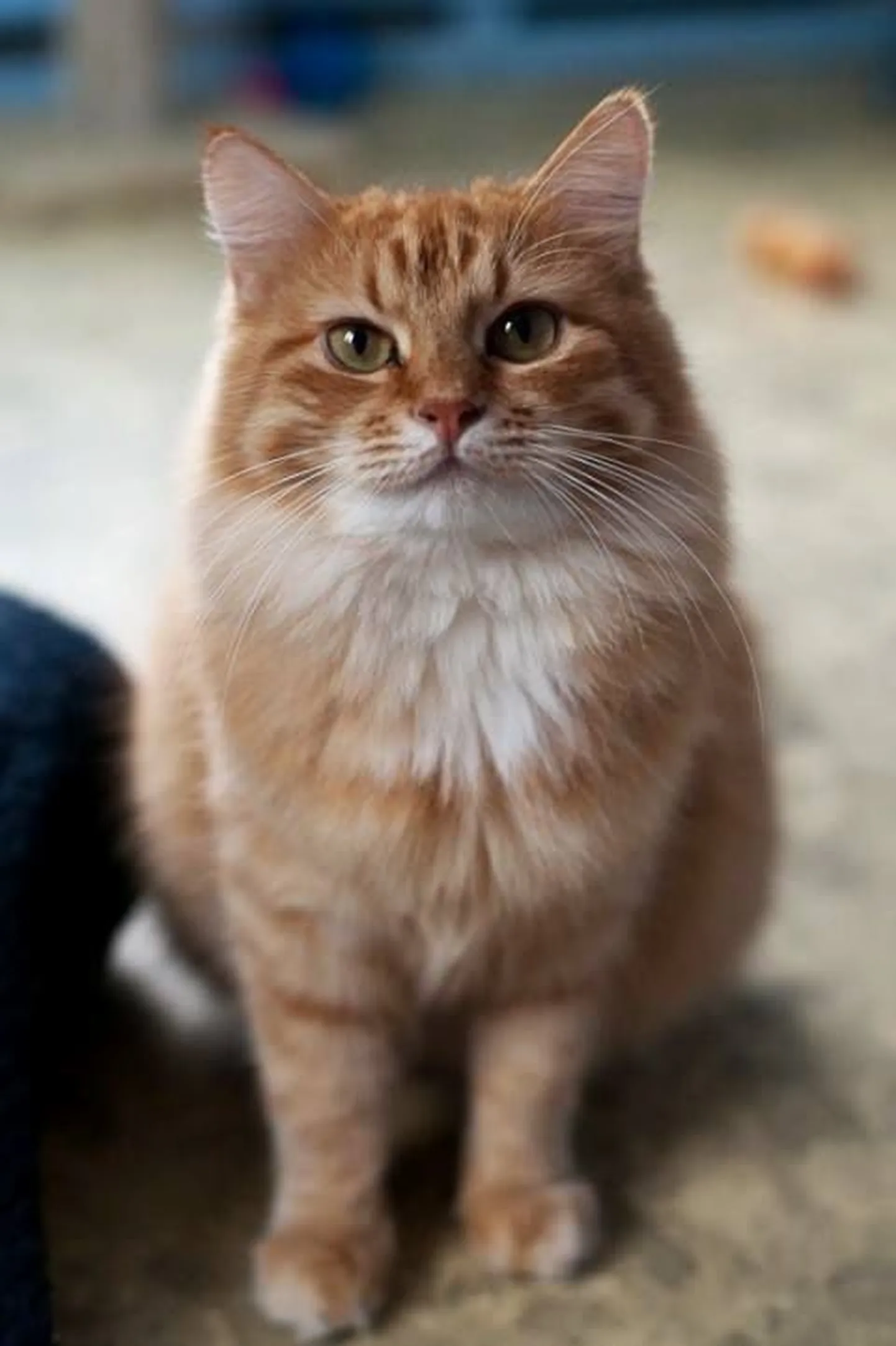 Artikli foto