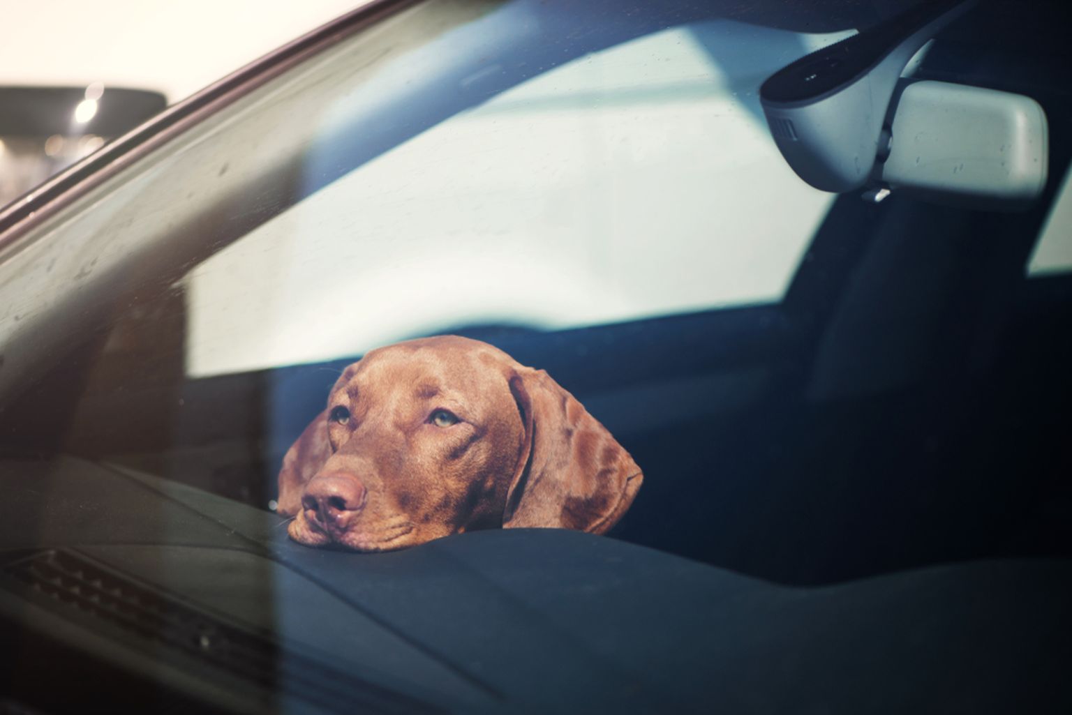 Собака в машине в жару. Фото иллюстративное.
