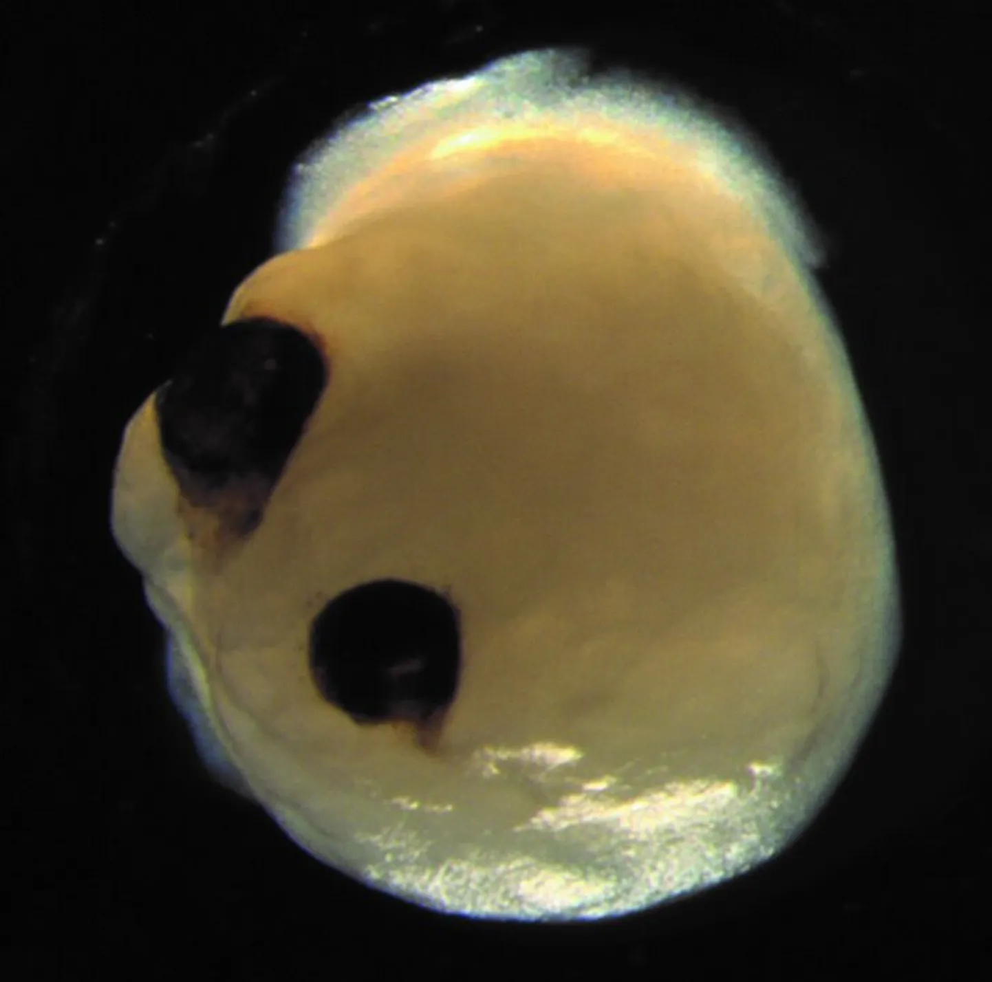 Organoid, millele on kasvanud silma sümmeetrilised struktuurid.