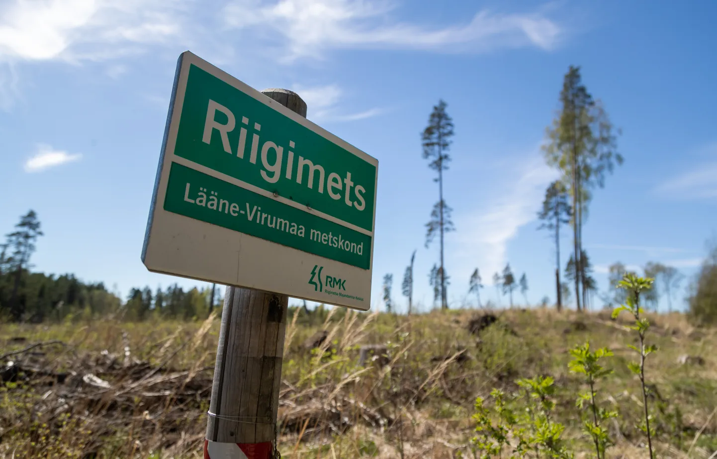 Lageraielank riigimetsas. Foto on illustreeriv.
