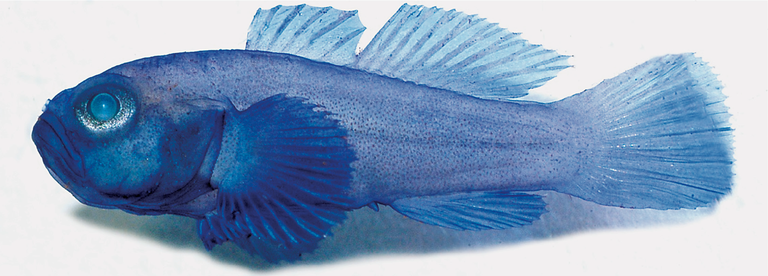 Avastatud uue mudillaste liigi Lubricogobius tunicatus sinist värvi esindaja.