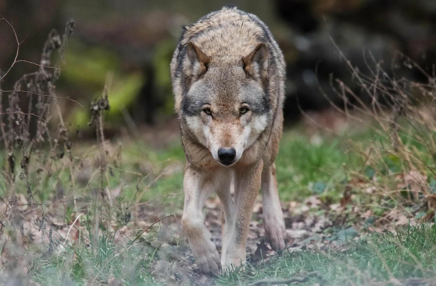 Kui ründaja on üksik hunt, langeb ohvriks harilikult üks lammas. Hundikarja puhul võib murtuid olla rohkem.