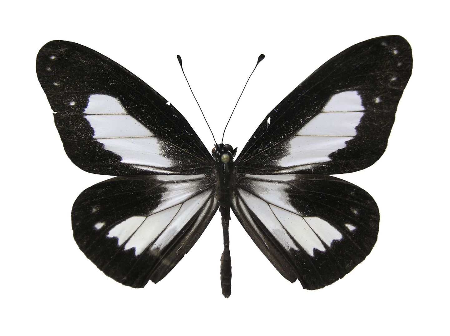 Musta-valgekirju liblikas