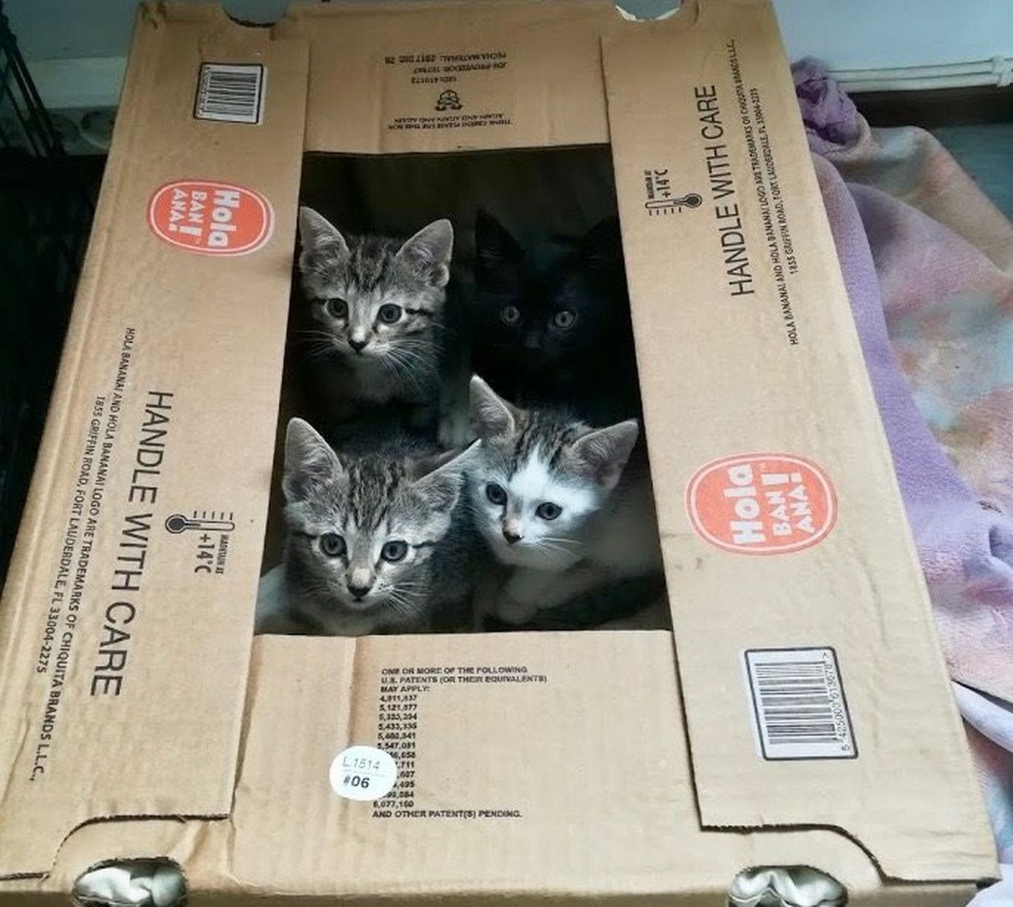 Pärnu loomade varjupaika toodi kast kirjaga "Handle with care", sellest vaatas vastu neli hüljatud kassipoega.