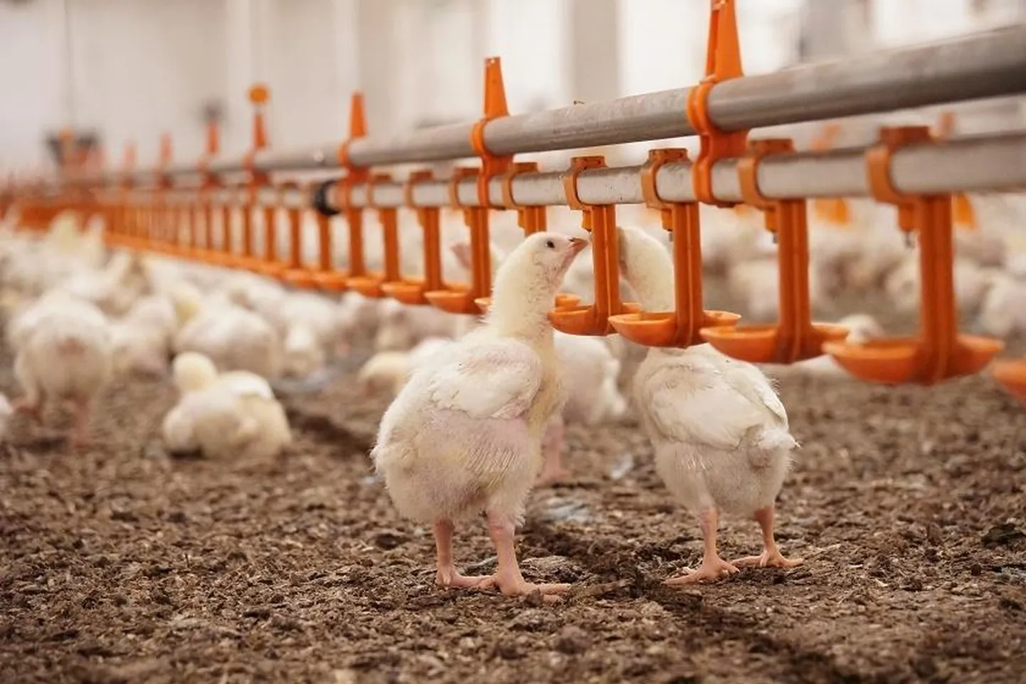 Venemaa keelas tänasest eluslindude ja linnulihatoodete impordi Eestist seoses eriti ohtliku linnugripi üha halveneva pandeemilise situatsiooniga, teatas föderaalne veterinaaramet Rosselhoznadzor.