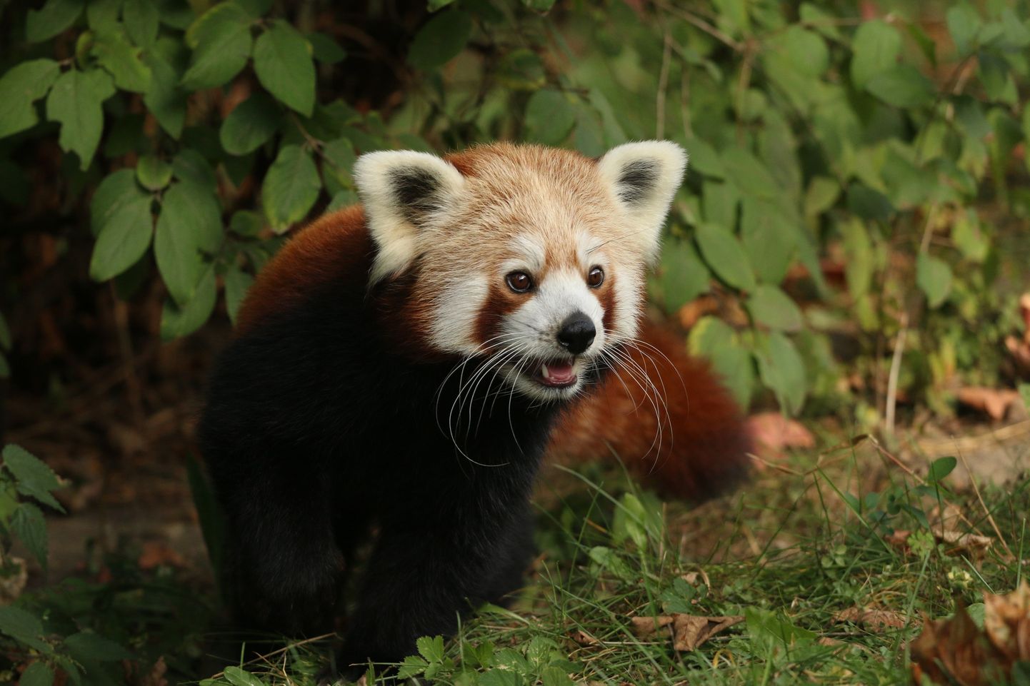 Sarkanais panda Ponzu