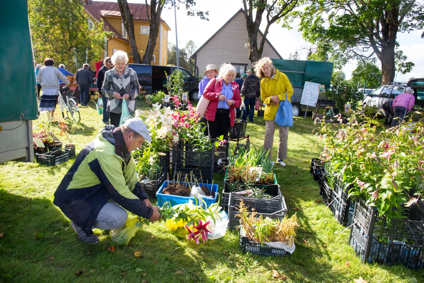 Sügislaat "Võhma juurikas" 2020. aastal.