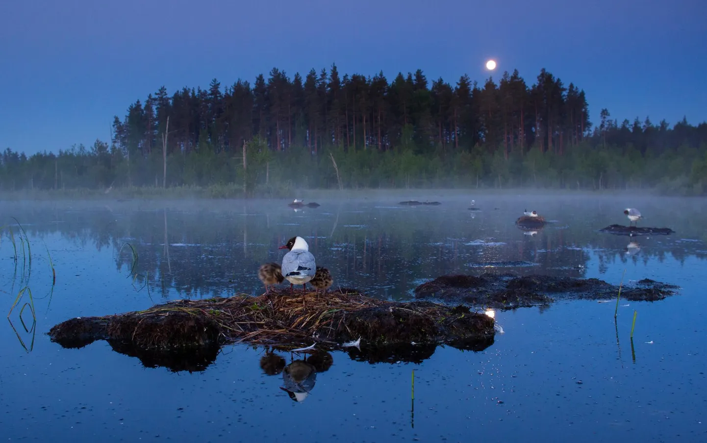 Loomafotode peaauhinna pälvinud töö, naerukajakad koos poegadega väga vara hommikul.