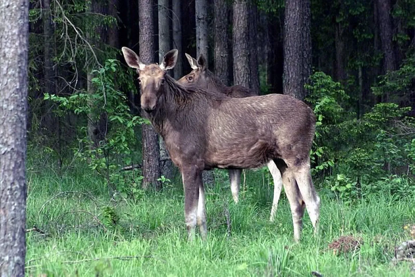 Põdrad