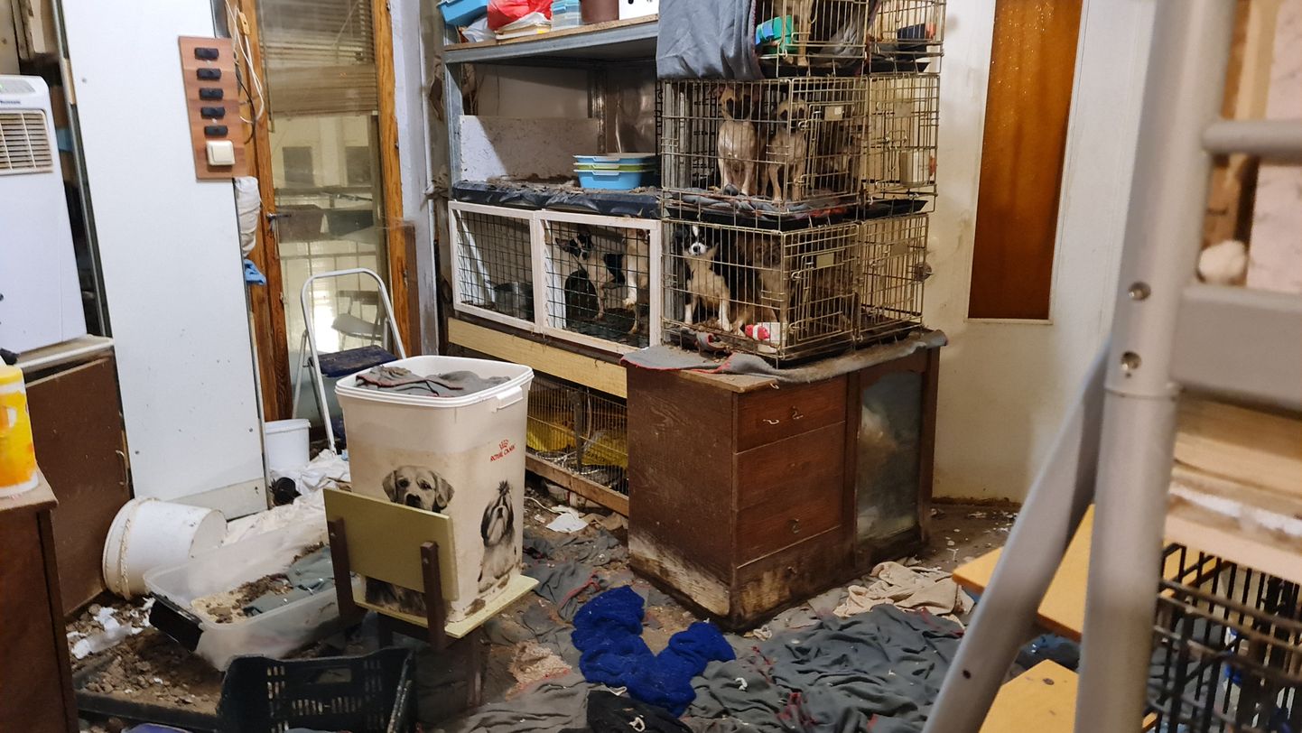 В одной силламяэской квартире десятки собак проводили свою жизнь в крошечных тесных клетках.