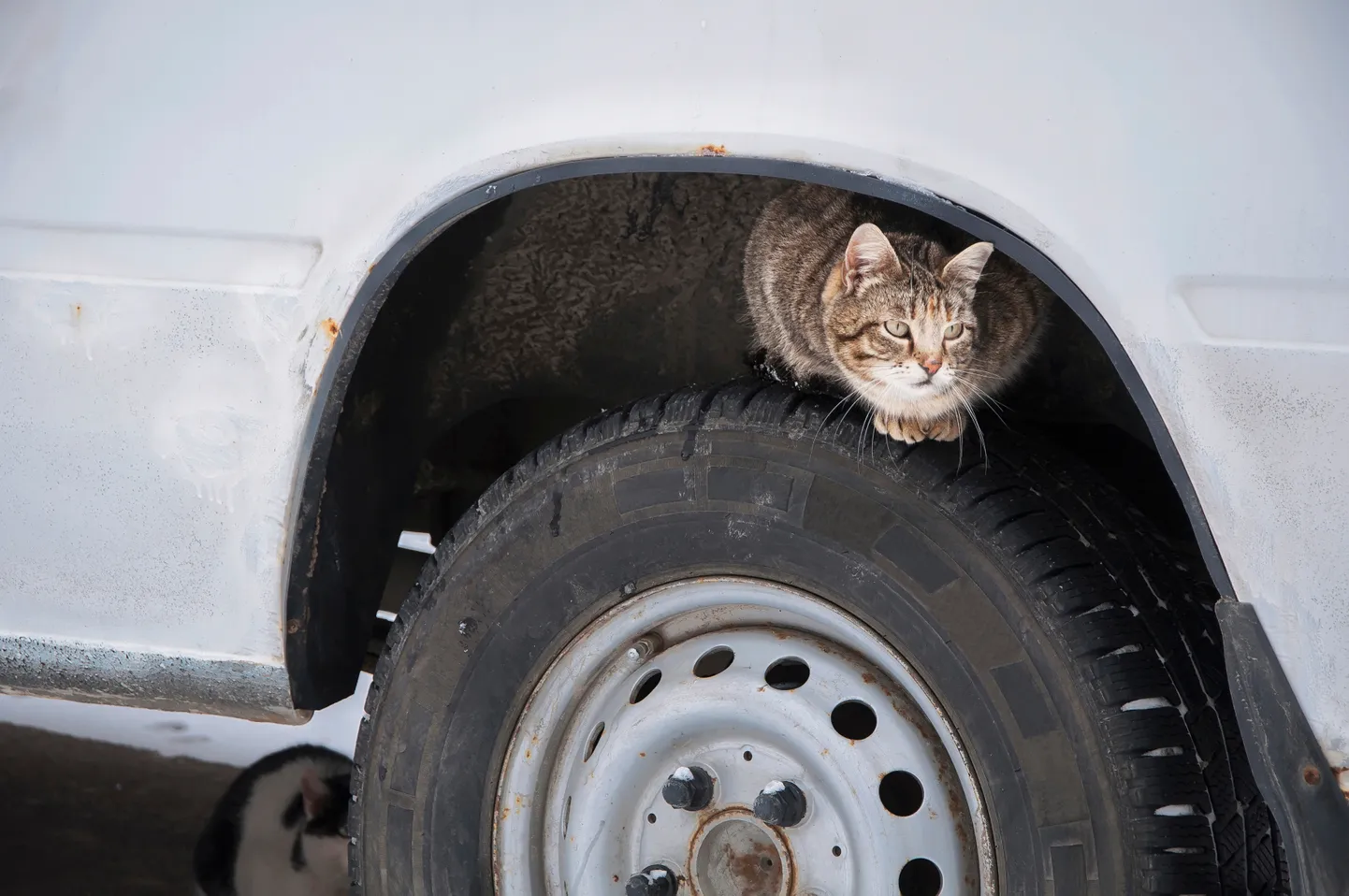 Бездомная кошка. Иллюстративное фото.