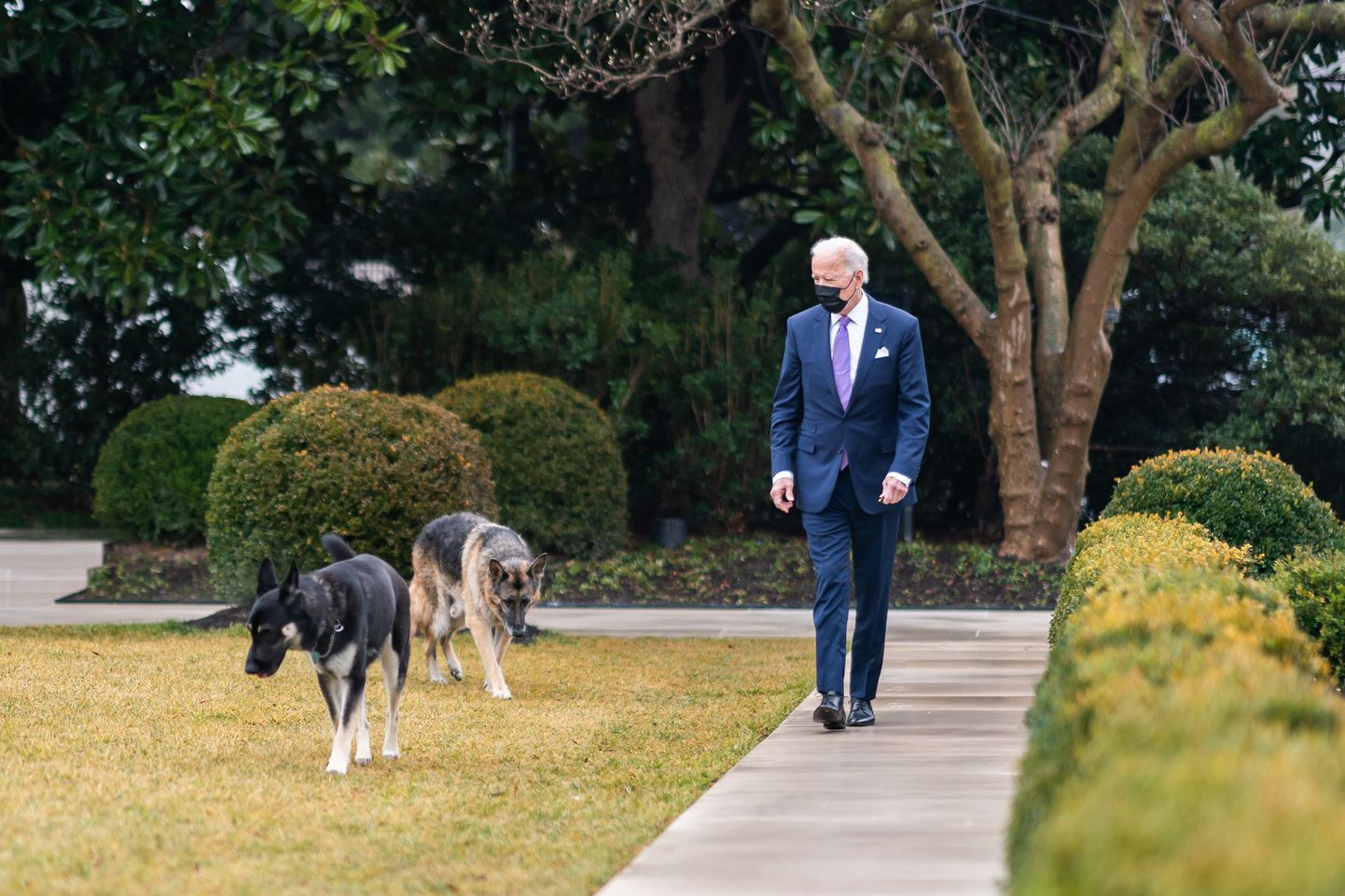 USA president Joe Biden jalutab saksa lambakoerte Champi ja Majoriga Valge Maja roosiaias.