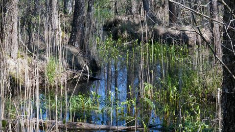 Ugunsdzēsēji Lietuvā izglābj purvā iestigušus migrantus
