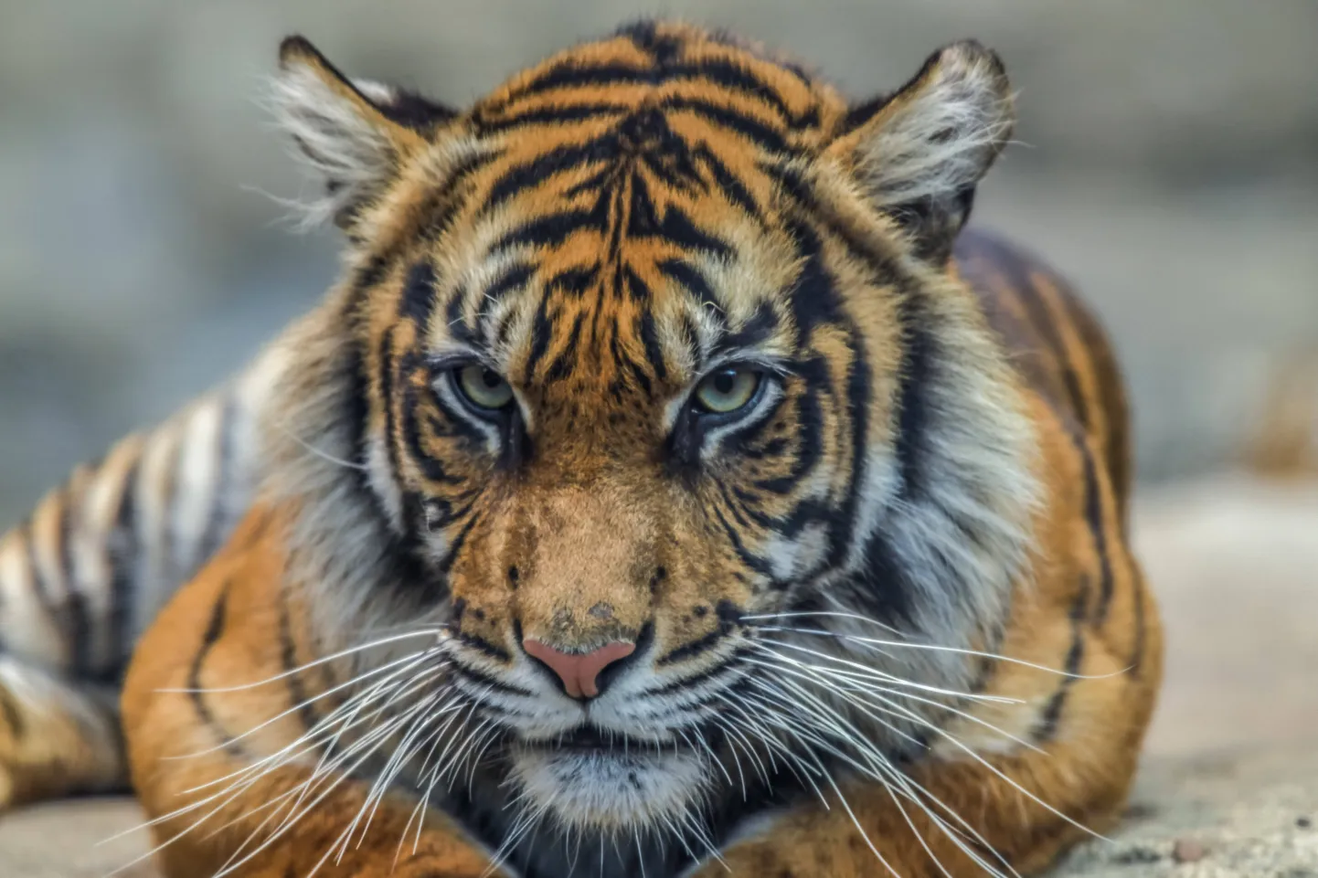 Sumatra tiiger. Foto on illustratiivne.