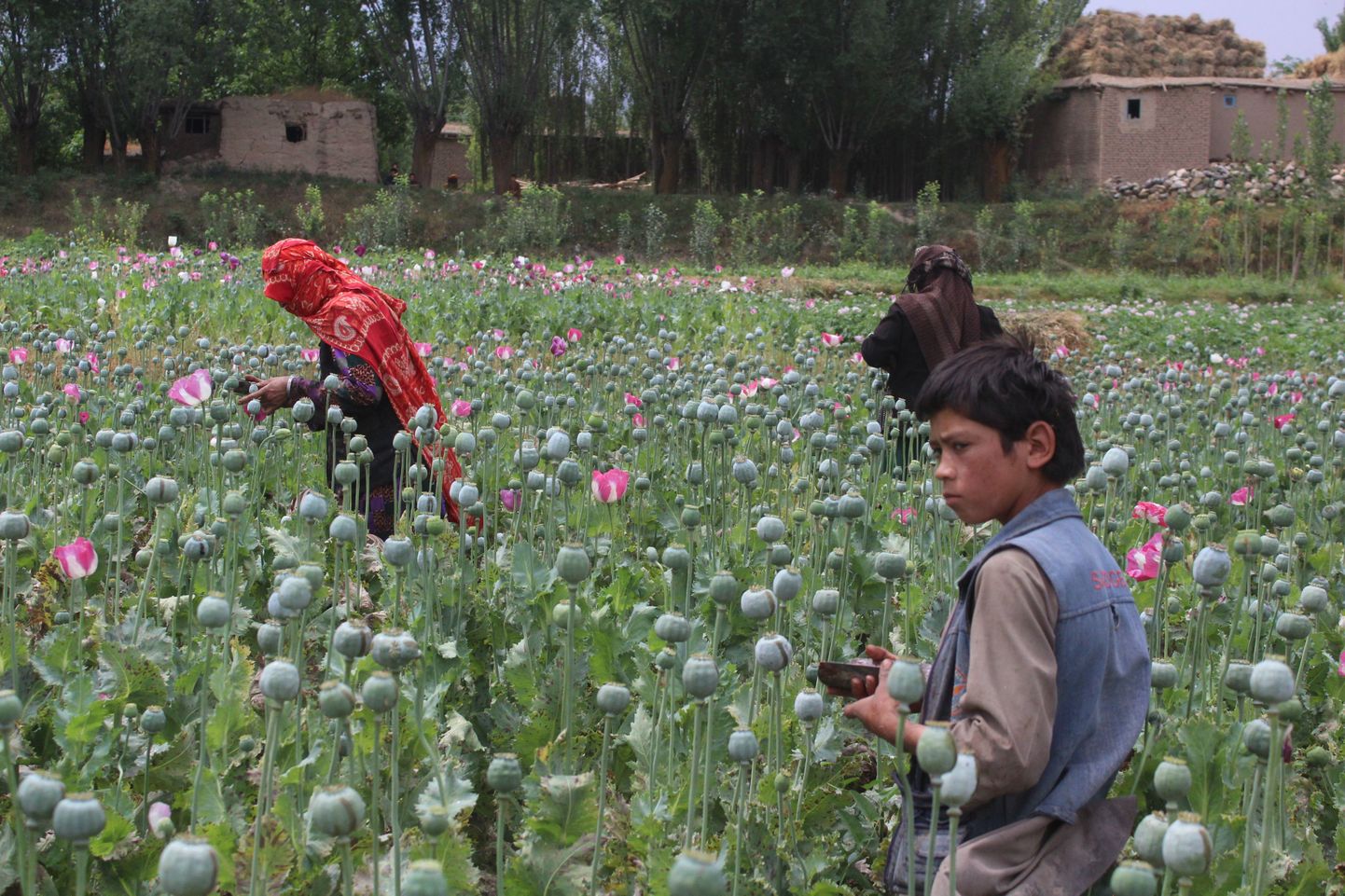 Afganistani lapsed ja naised moonipõllul.